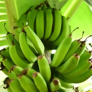 Grand Nain Banana Plant Live - 4 to 6 Inch Tall - Outdoor Cold Hardy Banana Plant