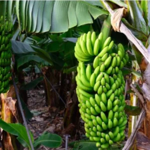 Grand Nain Banana Plant Live - 4 to 6 Inch Tall - Outdoor Cold Hardy Banana Plant