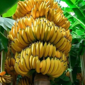 Grand Nain Banana Plant Live - 4 to 6 Inch Tall - Outdoor Cold Hardy Banana Plant