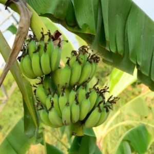 Grand Nain Banana Plant Live - 4 to 6 Inch Tall - Outdoor Cold Hardy Banana Plant