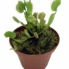 Green Dragon Venus Fly Trap Live Plant - 3 Inch Pot - Carnivorous Dionaea