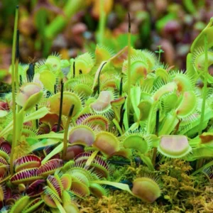 Green Dragon Venus Fly Trap Live Plant - 3 Inch Pot - Carnivorous Dionaea