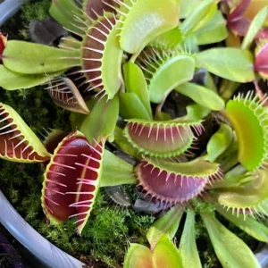 Green Dragon Venus Fly Trap Live Plant - 3 Inch Pot - Carnivorous Dionaea