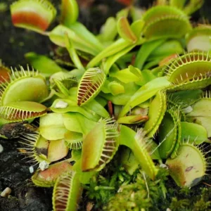 Green Dragon Venus Fly Trap Live Plant - 3 Inch Pot - Carnivorous Dionaea
