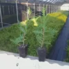 Green Giant Arborvitae Plant - Thuja Plicata - 6-12 Inch - Privacy Screen Evergreen