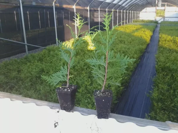 Green Giant Arborvitae Plant - Thuja Plicata - 6-12 Inch - Privacy Screen Evergreen