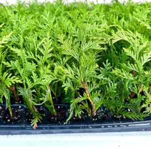 Green Giant Arborvitae Starter Plants - 5 Pack Thuja Plicata Evergreen Fast Growing Privacy Tree