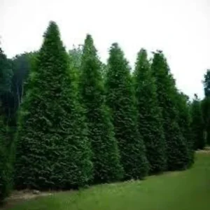 Green Giant Arborvitae Starter Plants - 5 Pack Thuja Plicata Evergreen Fast Growing Privacy Tree