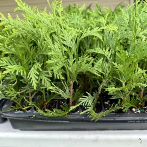 Green Giant Arborvitae Starter Plants - 5 Pack Thuja Plicata Evergreen Fast Growing Privacy Tree