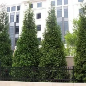 Green Giant Arborvitae Thuja Plicata Plant - 18-24 inch Trade Gallon - Evergreen Privacy Screen