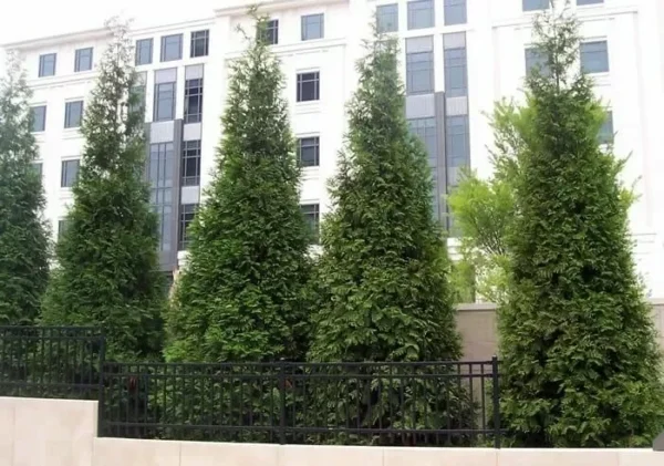 Green Giant Arborvitae Thuja Plicata Plant - 18-24 inch Trade Gallon - Evergreen Privacy Screen