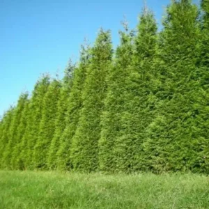 Green Giant Arborvitae Thuja Plicata Plant - 18-24 inch Trade Gallon - Evergreen Privacy Screen