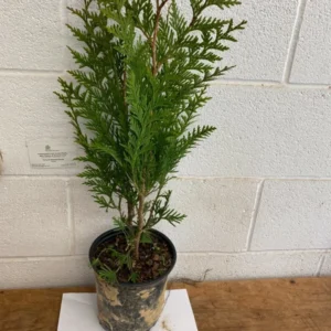 Green Giant Arborvitae Thuja Plicata Plant - 18-24 inch Trade Gallon - Evergreen Privacy Screen