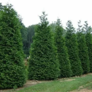 Green Giant Arborvitae Thuja Plicata Plant - 18-24 inch Trade Gallon - Evergreen Privacy Screen