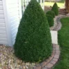 Green Mountain Boxwood Plant 6-12 Inch Tall Shrub in Qt Pot