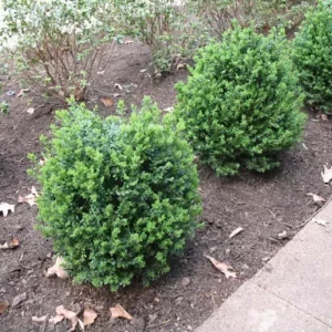Green Mountain Boxwood Plant 6-12 Inch Tall Shrub in Qt Pot