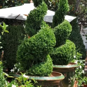 Green Mountain Boxwood Plant 6-12 Inch Tall Shrub in Qt Pot
