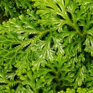Green Spikemoss Selaginella - Terrarium Plant - 2.5 Inch Pot - Fairy Garden Plant