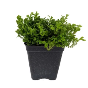 Green Spikemoss Selaginella - Terrarium Plant - 2.5 Inch Pot - Fairy Garden Plant