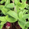 Green Squill Plant - Ledebouria pauciflora - 2.5" Pot - Easy Houseplant