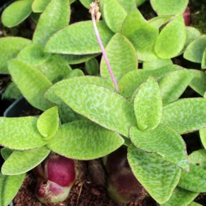Green Squill Plant - Ledebouria pauciflora - 2.5" Pot - Easy Houseplant