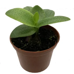 Green Squill Plant - Ledebouria pauciflora - 2.5