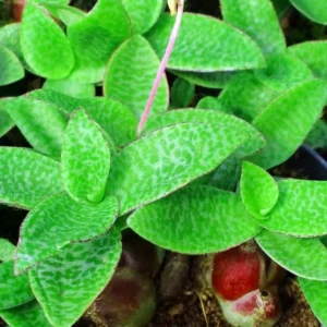 Green Squill Plant - Ledebouria pauciflora - 2.5