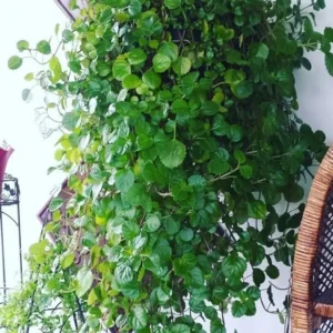 Green Swedish Ivy Plectranthus australis Houseplant - 3 Inch Pot