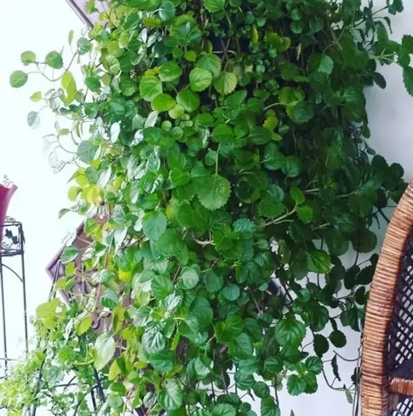 Green Swedish Ivy Plectranthus australis Houseplant - 3 Inch Pot