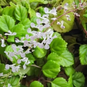 Green Swedish Ivy Plectranthus australis Houseplant - 3 Inch Pot