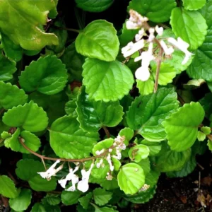 Green Swedish Ivy Plectranthus australis Houseplant - 3 Inch Pot