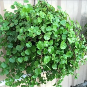 Green Swedish Ivy Plectranthus australis Houseplant - 3 Inch Pot