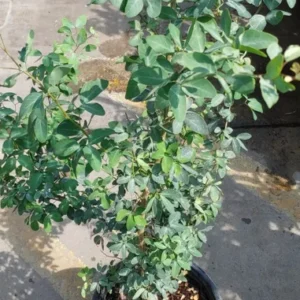 Guamuchil (Pithecellobium Dulce) Live Plant - Edible Fruit Tree - Tropical Climate