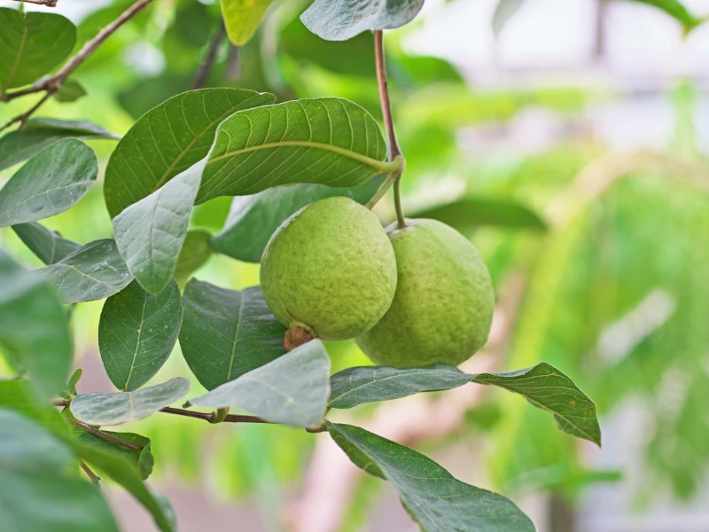 Guava