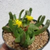 Gummy Worm Succulents Glottiphyllum Longum - 4 inch Pot - Unique Succulent