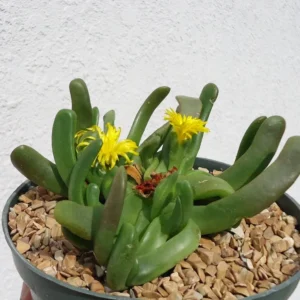 Gummy Worm Succulents Glottiphyllum Longum - 4 inch Pot - Unique Succulent