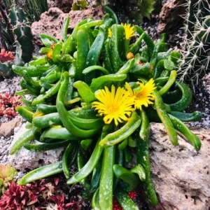Gummy Worm Succulents Glottiphyllum Longum - 4 inch Pot - Unique Succulent