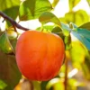 Hachiya Japanese Persimmon Fruit Tree - Edible Fruit Tree - 4 to 5 ft - Orange-Red