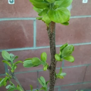 Hachiya Japanese Persimmon Fruit Tree - Edible Fruit Tree - 4 to 5 ft - Orange-Red