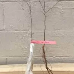 Hackberry Tree Plant - 12 to 24in Tall Sugar Berry - Bare Root Celtis Occidentalis