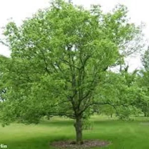 Hackberry Tree Plant - 12 to 24in Tall Sugar Berry - Bare Root Celtis Occidentalis