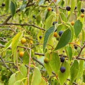 Hackberry Tree Plant - 12 to 24in Tall Sugar Berry - Bare Root Celtis Occidentalis