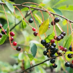 Hackberry Tree Plant - 3 Pack - Sugar Berry - 12 to 24in - Bare Root Celtis Occidentalis