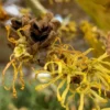 Hamamelis Virginiana Witch Hazel Tree - 1 Gallon Pot - Yellow Flowers - Fall Color