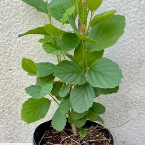 Hamamelis Virginiana Witch Hazel Tree - 1 Gallon Pot - Yellow Flowers - Fall Color