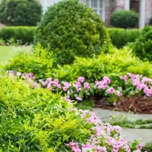 Harbor Dwarf Nandina Plant - 4 Inch Pot - Ornamental Shrub
