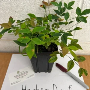 Harbor Dwarf Nandina Plant - 4 Inch Pot - Ornamental Shrub