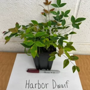 Harbor Dwarf Nandina Plant - 4 Inch Pot - Ornamental Shrub