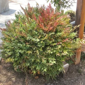 Harbor Dwarf Nandina Plant 4-inch Pot - Compact Shrub for Sale