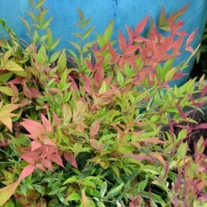 Harbor Dwarf Nandina Plant 4-inch Pot - Compact Shrub for Sale